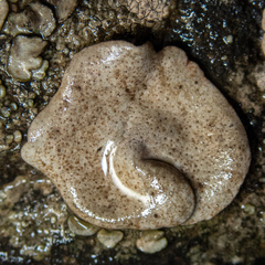 Dermatocarpon reticulatum