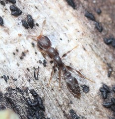Pseudomyrmex cubaensis