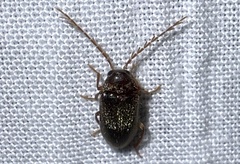 Ptilodactyla