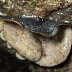 Dermatocarpon reticulatum