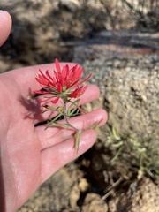 Castilleja bryantii