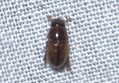 Aphodiinae