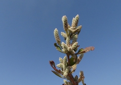 Nothosaerva brachiata