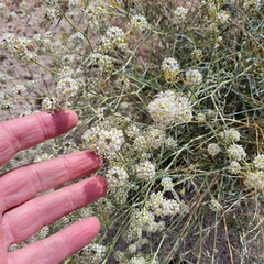 Lepidium fremontii