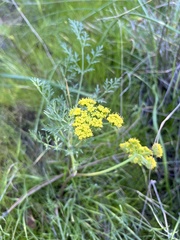 Lomatium utriculatum