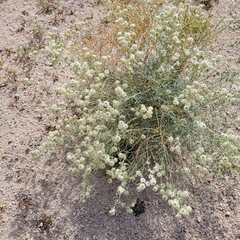 Lepidium fremontii