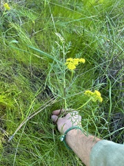 Lomatium utriculatum