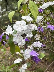 Brunfelsia uniflora