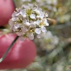 Lepidium fremontii