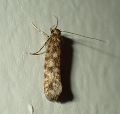 Lindera tessellatella