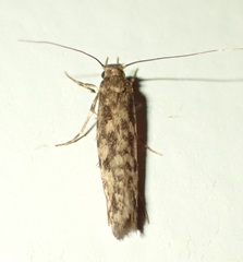 Lindera tessellatella