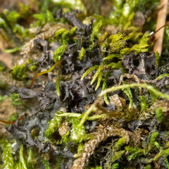 Scytinium palmatum