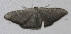 Idaea coercita