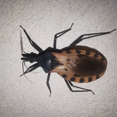 Triatoma dimidiata