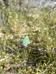 Callophrys dumetorum