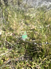 Callophrys dumetorum