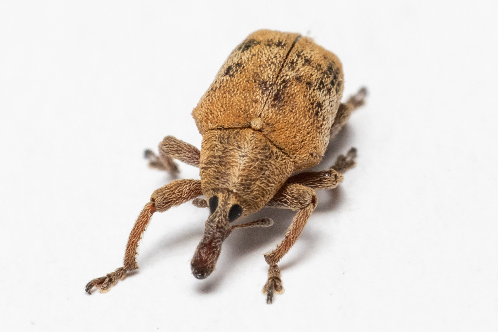 Prophaesia confusa