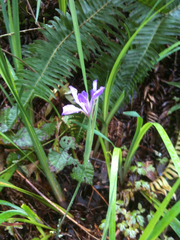 Iris douglasiana