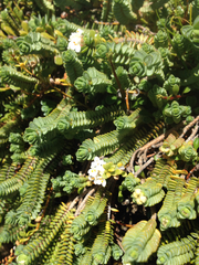 Pimelea carnosa