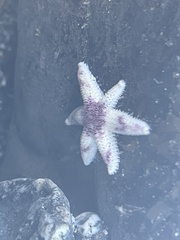 Leptasterias hexactis