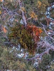 Phoradendron juniperinum