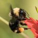 California Bumble Bee - Photo (c) Liz Osborn, some rights reserved (CC BY-NC), uploaded by Liz Osborn
