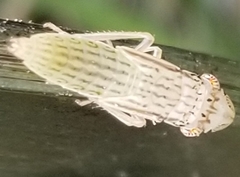 Homalodisca insolita