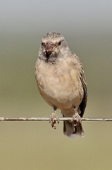 Crithagra atrogularis