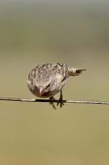 Crithagra atrogularis