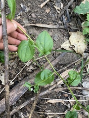 Hackelia latifolia