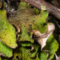 Peltigera britannica
