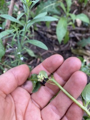 Hackelia latifolia