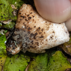 Peltigera britannica