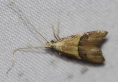 Crocanthes prasinopis