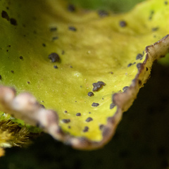 Peltigera britannica