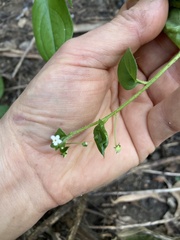 Hackelia latifolia
