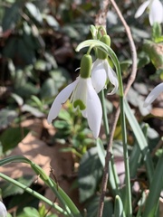 Galanthus nivalis