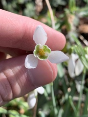 Galanthus nivalis