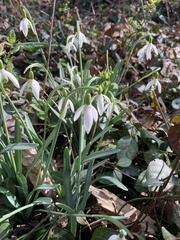 Galanthus nivalis