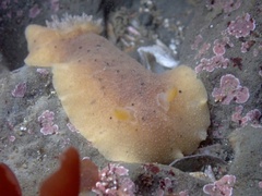 Geitodoris heathi