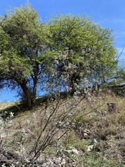 Aloysia gratissima
