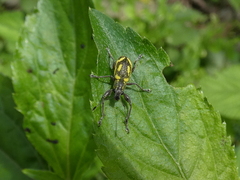 Galapaganus howdenae