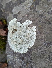 Xanthoparmelia cumberlandia