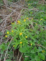 Ranunculus monophyllus