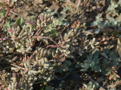 Nothosaerva brachiata