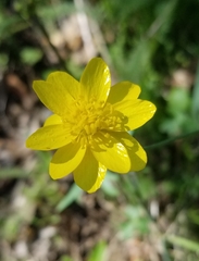 Ranunculus californicus