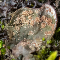 Peltigera didactyla