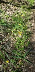 Ranunculus californicus