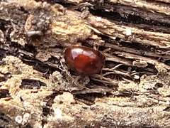 Staphylinoidea