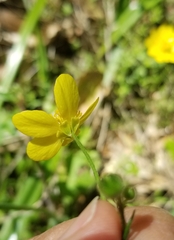 Ranunculus californicus